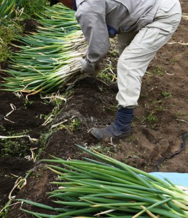 Harvesting Japanese leek