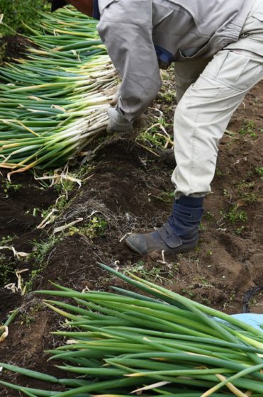 Harvesting Japanese leek