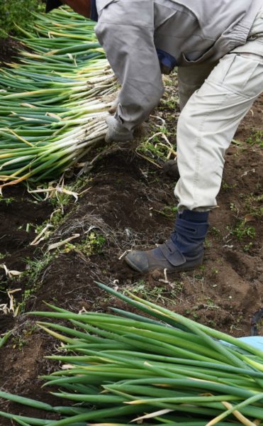 Harvesting Japanese leek